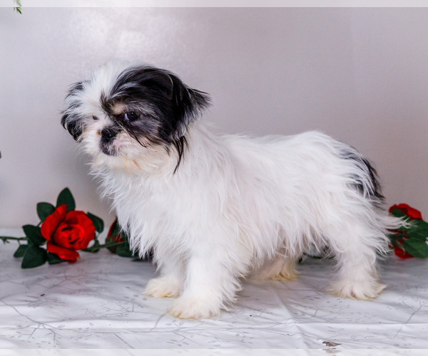 Medium Photo #6 Shih Tzu Puppy For Sale in WAKARUSA, IN, USA