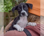 Small #3 Mutt