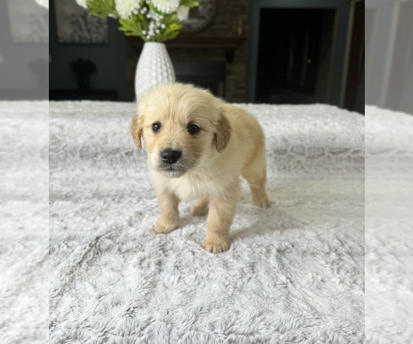 Medium Photo #3 Golden Retriever Puppy For Sale in GREENFIELD, IN, USA