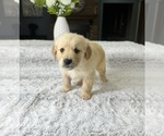 Small Photo #3 Golden Retriever Puppy For Sale in GREENFIELD, IN, USA