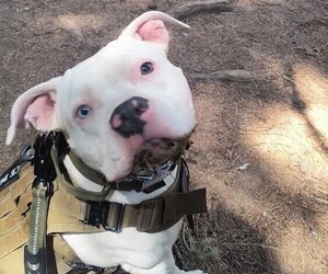 American Pit Bull Terrier Puppy for sale in LEWISTON, ID, USA