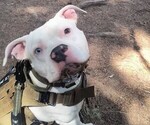 Small American Pit Bull Terrier