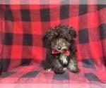 Small #1 Schnauzer (Miniature)