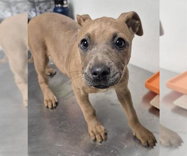 Medium Photo #1 Mutt Puppy For Sale in Bakersfield, CA, USA