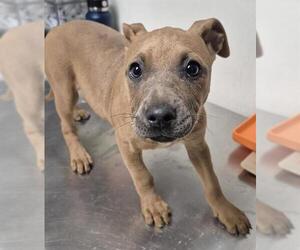 Mutt Dogs for adoption in Bakersfield, CA, USA