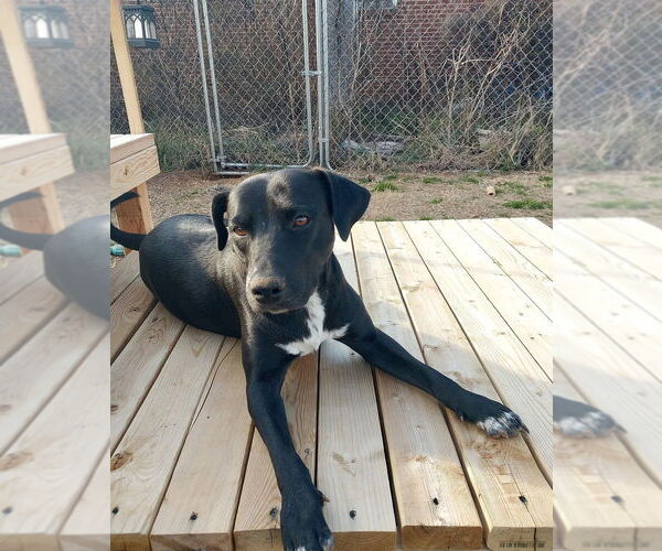 Medium Photo #2 Labrador Retriever-Unknown Mix Puppy For Sale in Mooresville, NC, USA