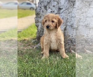 Goldendoodle Puppy for sale in SAN DIEGO, CA, USA