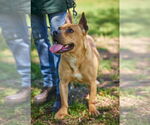 Small #3 Dogue de Bordeaux-French Mastiff Mix