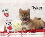 Puppy Ryker Shiba Inu