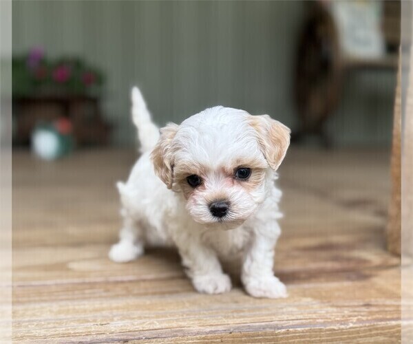 Medium Photo #12 Maltipoo Puppy For Sale in THONOTOSASSA, FL, USA