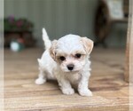 Small #11 Maltipoo