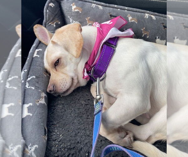 Medium Photo #3 Chiweenie Puppy For Sale in Omaha, NE, USA