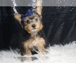 Puppy Fabian akc Yorkshire Terrier