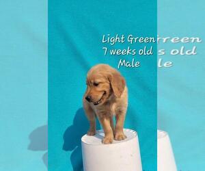 Golden Retriever Puppy for sale in COULEE CITY, WA, USA