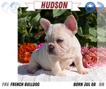 Small #8 French Bulldog