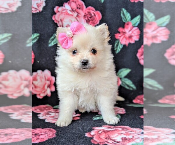 Medium Photo #1 Pomeranian Puppy For Sale in CHRISTIANA, PA, USA