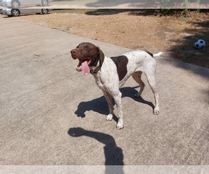 Father of the German Shorthaired Pointer puppies born on 07/18/2022
