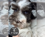 Small #1 Schnauzer (Miniature)