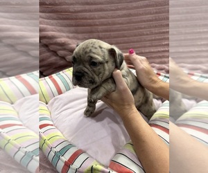 Medium American Bully-French Bulldog Mix