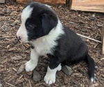 Small Photo #11 Border Collie Puppy For Sale in HARRISON, ID, USA