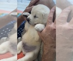 Small Photo #6 Golden Retriever Puppy For Sale in PIEDMONT, SC, USA