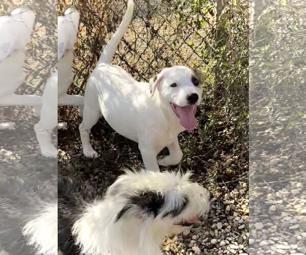 Medium Photo #3 Mutt Puppy For Sale in Estherville, IA, USA