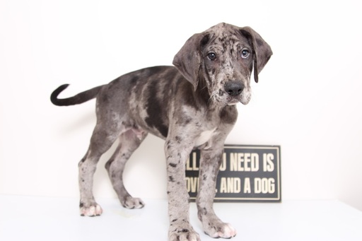 Medium Photo #1 Great Dane Puppy For Sale in NAPLES, FL, USA