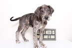 Small Photo #1 Great Dane Puppy For Sale in NAPLES, FL, USA
