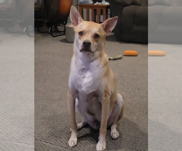 Medium Photo #12 Mutt Puppy For Sale in Oceanside, CA, USA