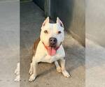 Small #3 Mutt