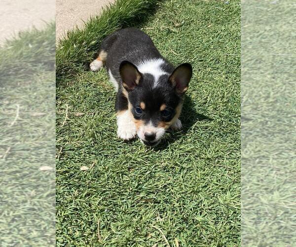 Medium Photo #2 Cowboy Corgi Puppy For Sale in BRIGGSDALE, CO, USA