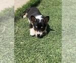 Small #1 Cowboy Corgi