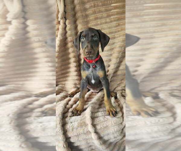 Medium Photo #2 Doberman Pinscher Puppy For Sale in POMEROY, OH, USA