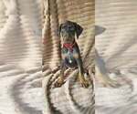 Small #1 Doberman Pinscher