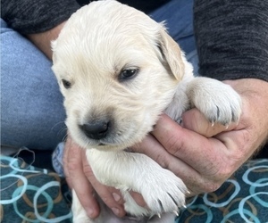Golden Retriever Puppy for Sale in VISALIA, California USA