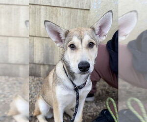 Goldie - Female Siberian Husky-Unknown Mix Dog for Adoption - Photo #2