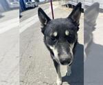 Small German Shepherd Dog-Siberian Husky Mix