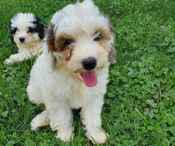 Medium Photo #5 Bernedoodle (Miniature) Puppy For Sale in LEETONIA, OH, USA