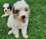 Small #4 Bernedoodle (Miniature)