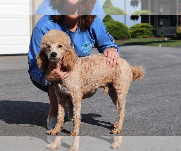 Medium Photo #1 Bernedoodle Puppy For Sale in BERLIN, NJ, USA