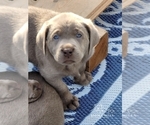 Small Photo #39 Labrador Retriever Puppy For Sale in POCAHONTAS, IL, USA