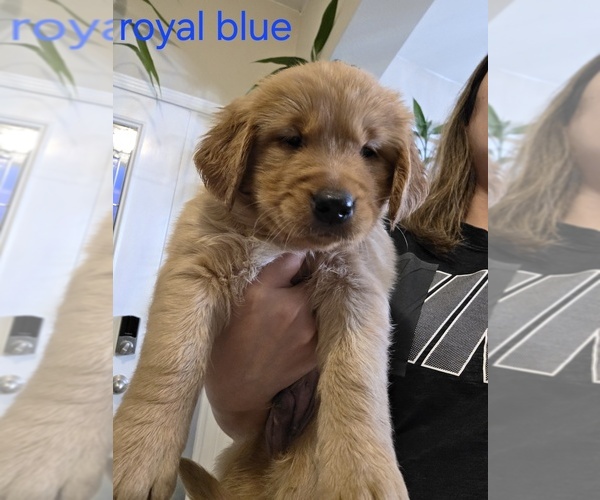 Medium Photo #6 Golden Retriever Puppy For Sale in CALABASH, NC, USA