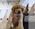 Small #5 Golden Retriever