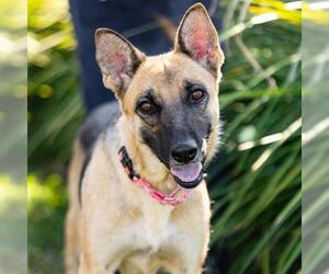 *HILDA - Female German Shepherd Dog Dog for Adoption - Photo #2