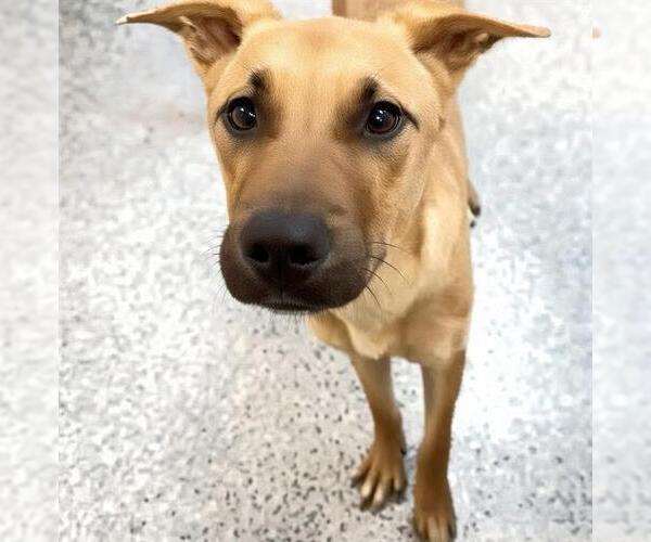 Medium Photo #3 Black Mouth Cur-Unknown Mix Puppy For Sale in Houston, TX, USA