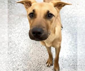 BUNNY - Male Black Mouth Cur-Unknown Mix Dog for Adoption - Photo #3