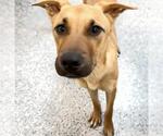 Small Photo #3 Black Mouth Cur-Unknown Mix Puppy For Sale in Houston, TX, USA
