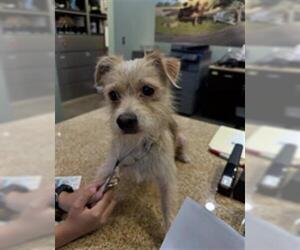 Mutt Dogs for adoption in Upland, CA, USA