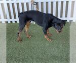 TOXIC - Male Rottweiler Dog for Adoption - Small photo
