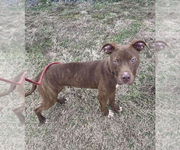 Medium Photo #3 Mutt Puppy For Sale in Evansville, IN, USA